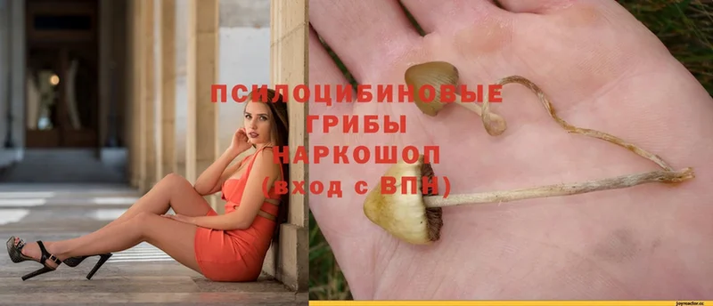 Псилоцибиновые грибы Psilocybe  дарк нет как зайти  Ужур  ОМГ ОМГ ссылка 